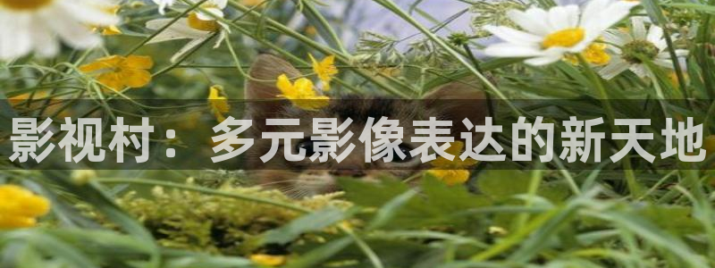 红桃影院v|p在线观看：影视村：多元影像表达的新天地